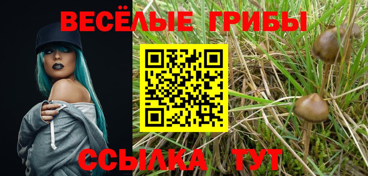 сколько стоит  Псилоцибиновые грибы Psilocybe  Вход с VPN  Камень-на-Оби 